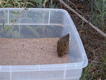 Image of cotton rat in plastic bin that served as a foraging station.